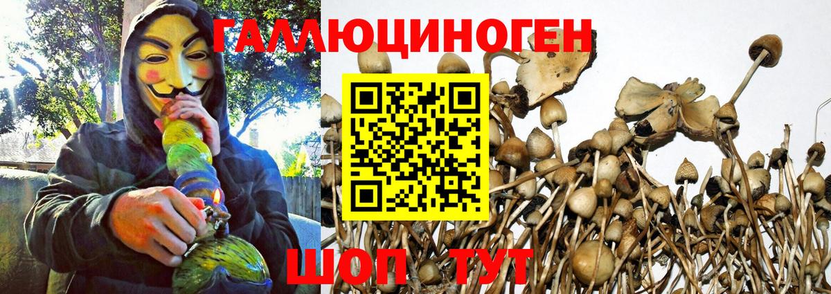 Галлюциногенные грибы Cubensis Краснознаменск